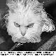 einsteincatz.jpg