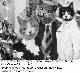 itsawonderfullife.jpg