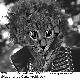 jimi-hendrix.jpg